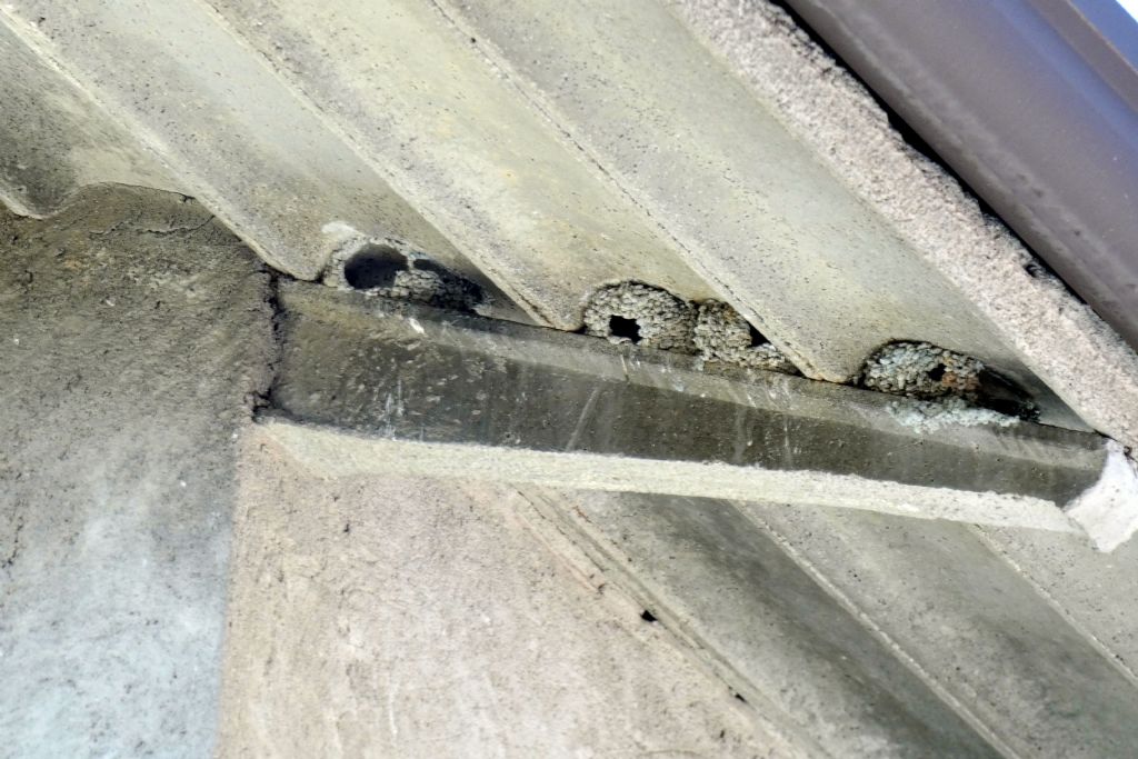 Un raduno eccezionale di balestrucci (Delichon urbicum)