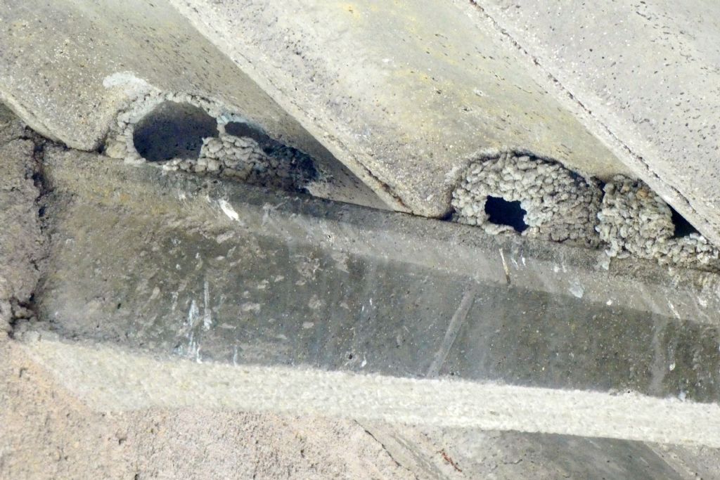 Un raduno eccezionale di balestrucci (Delichon urbicum)