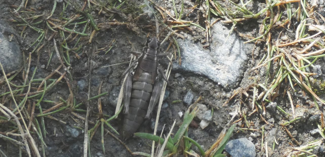 Acrididae: Ninfa di... ? No, femmina adulta di Podisma pedestris