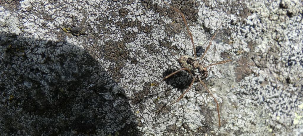 Platybunus pinetorum - Phalangiidae