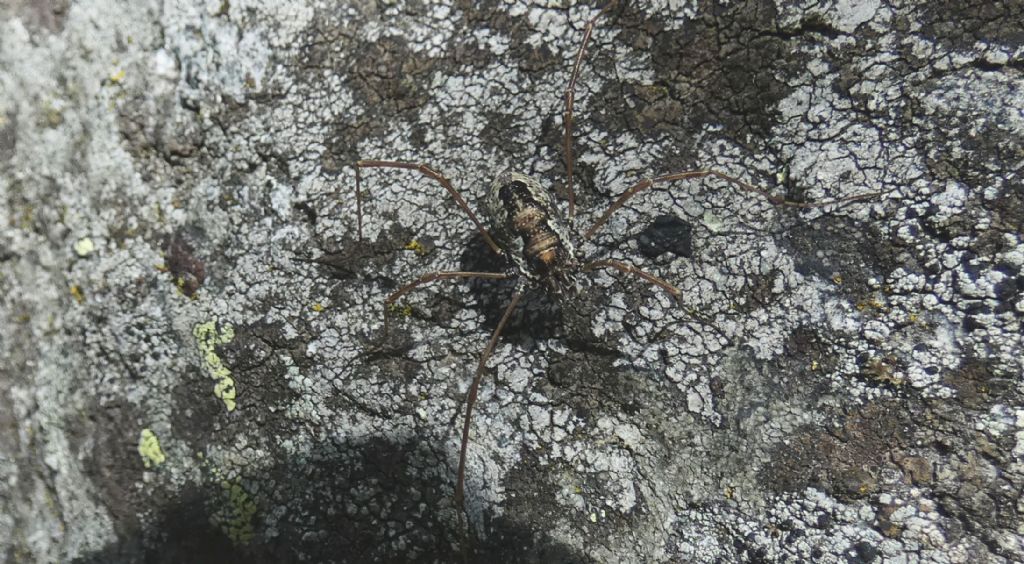 Platybunus pinetorum - Phalangiidae