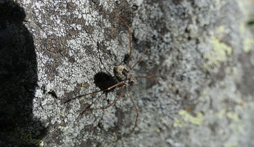 Platybunus pinetorum - Phalangiidae