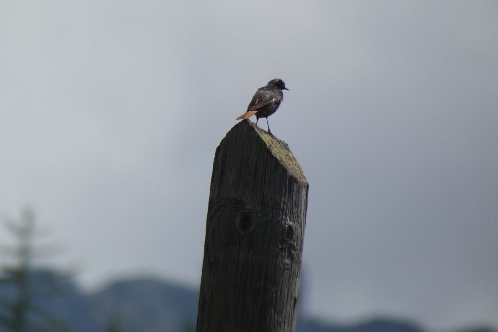 Codirosso spazzacamino ? S�, maschio adulto in abito riproduttivo