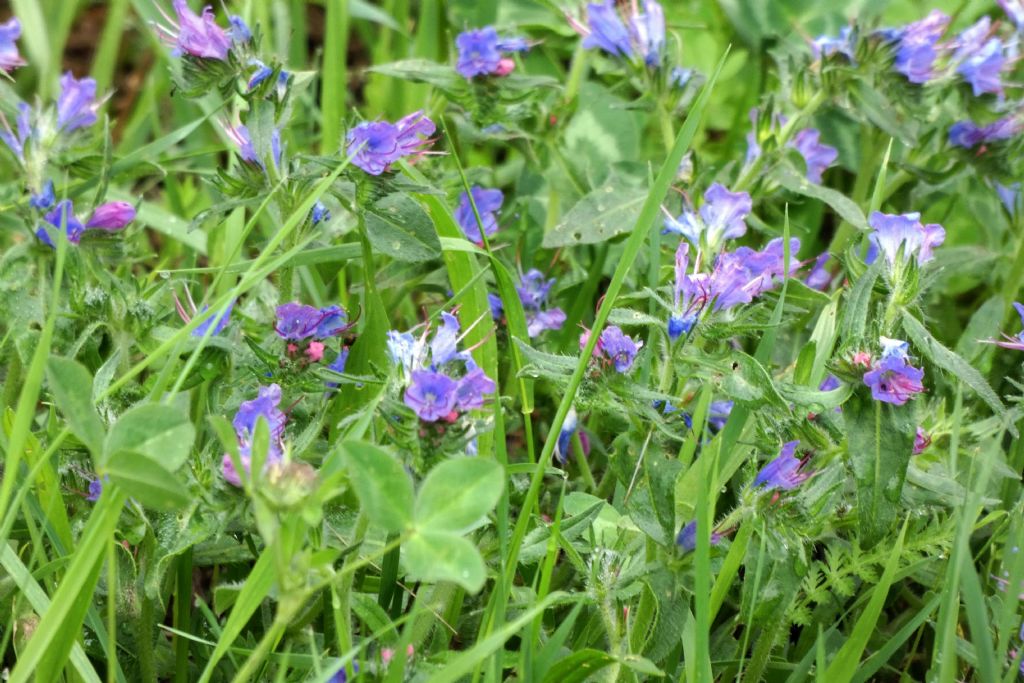 Quale Echium? Echium vulgare
