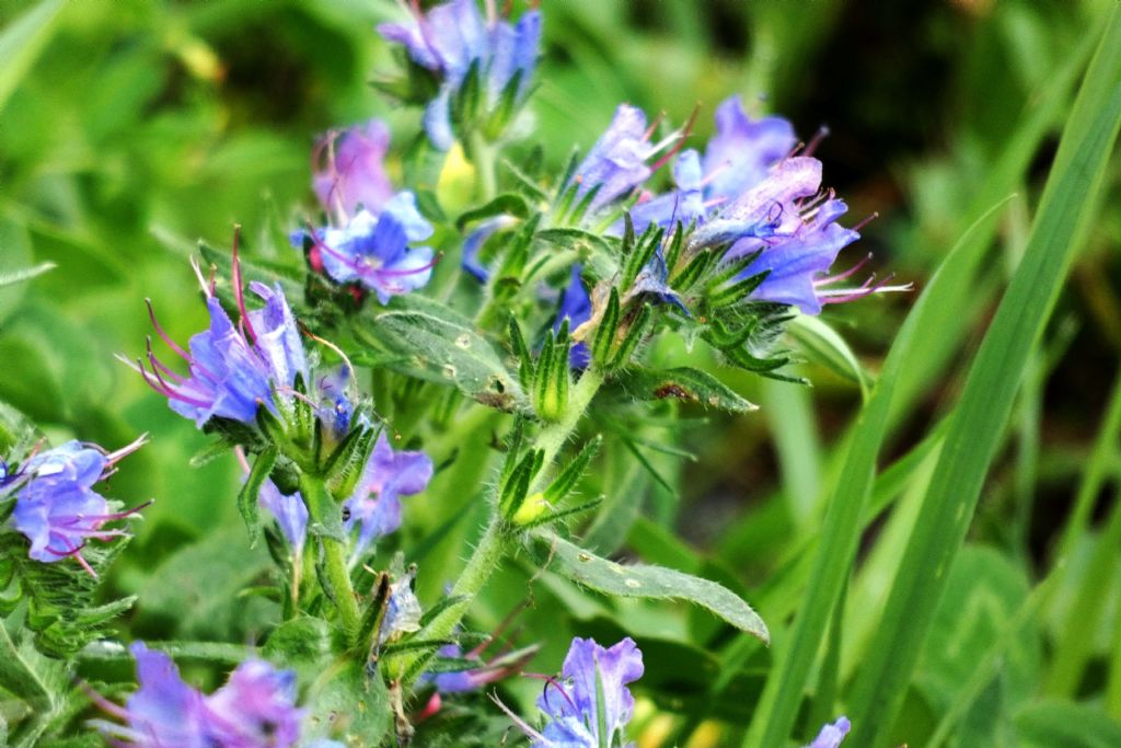 Quale Echium? Echium vulgare