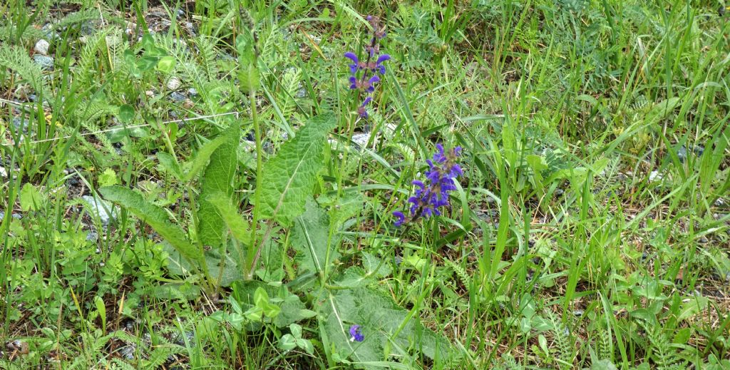 Quale salvia ? Salvia pratensis
