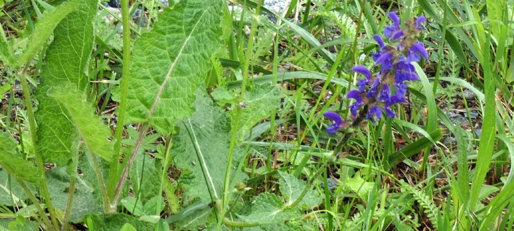 Quale salvia ? Salvia pratensis