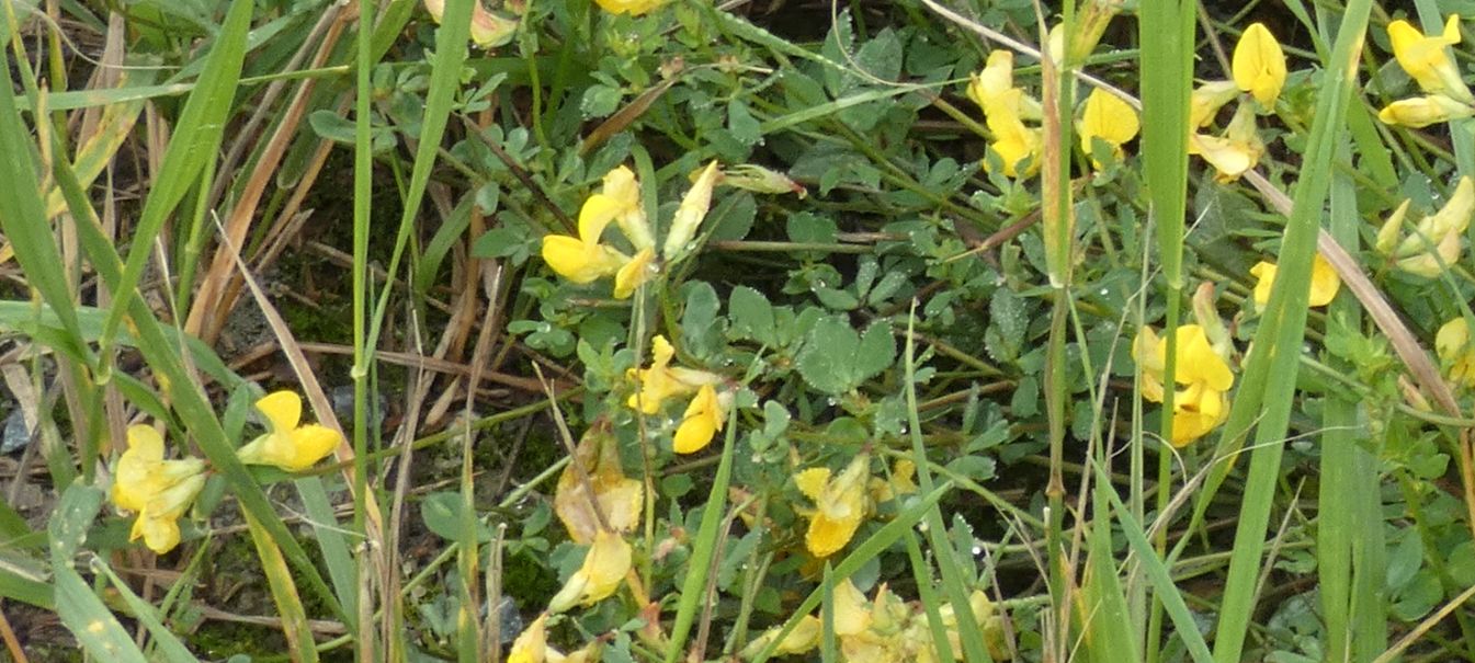 Fabaceae: Lotus...? Lotus gr. corniculatus