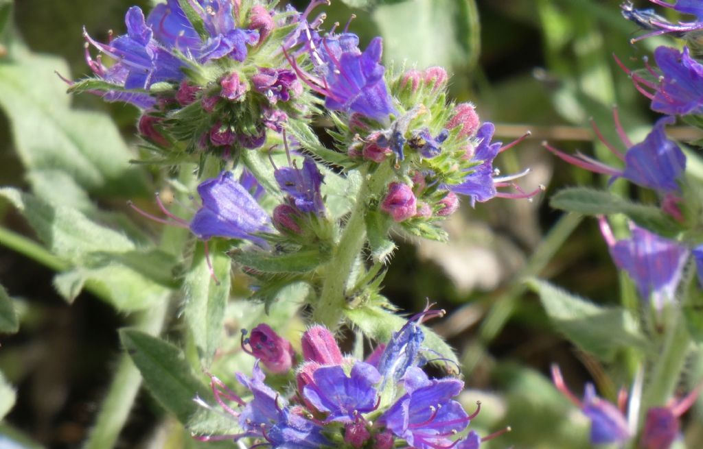 Quale Echium? Echium vulgare