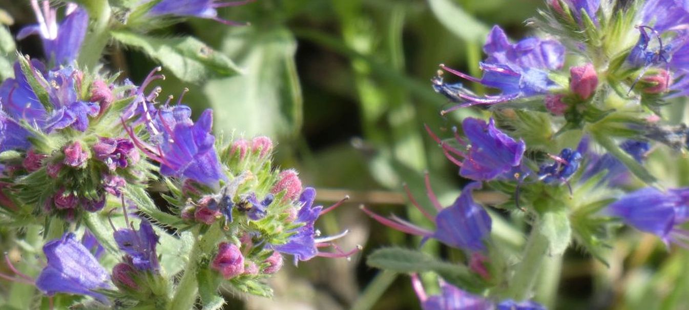 Quale Echium? Echium vulgare