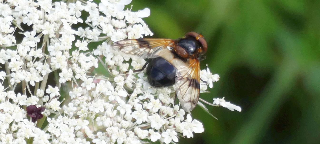 Syrphidae: Volucella pellucens, femmina