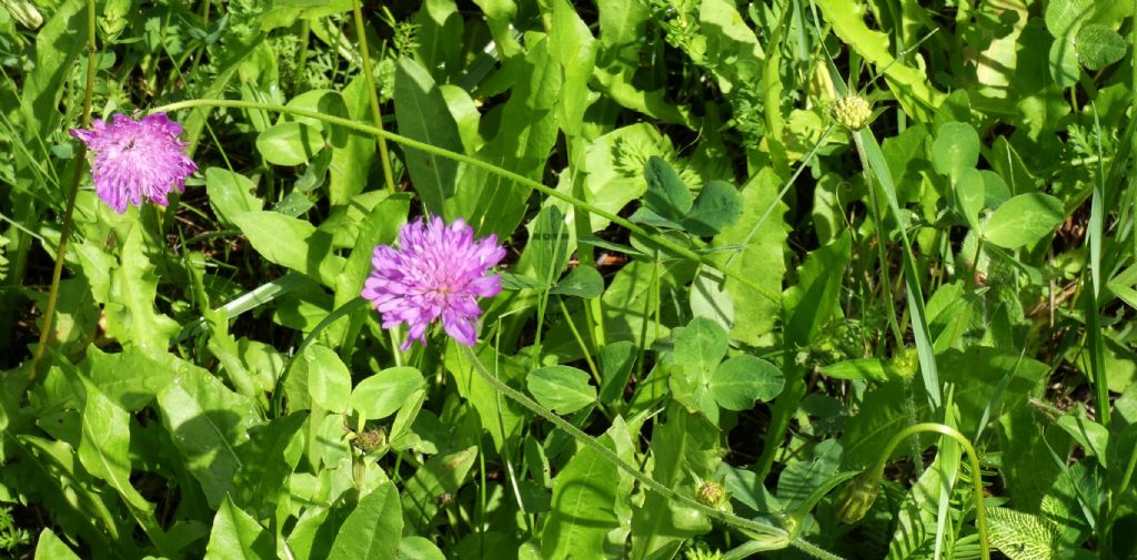 Caprifoliaceae: Knautia drymeja