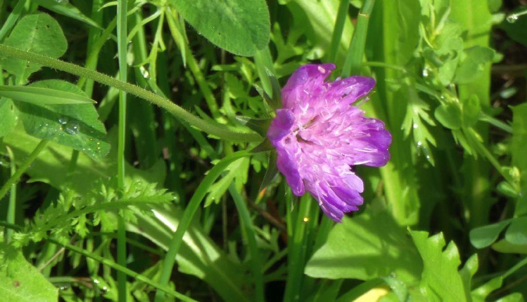 Caprifoliaceae: Knautia drymeja