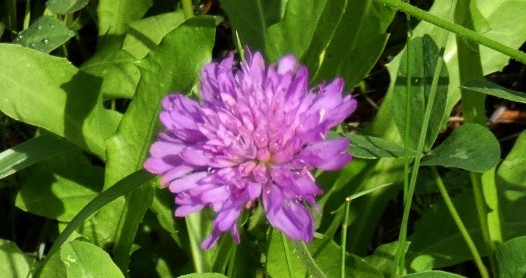 Caprifoliaceae: Knautia drymeja