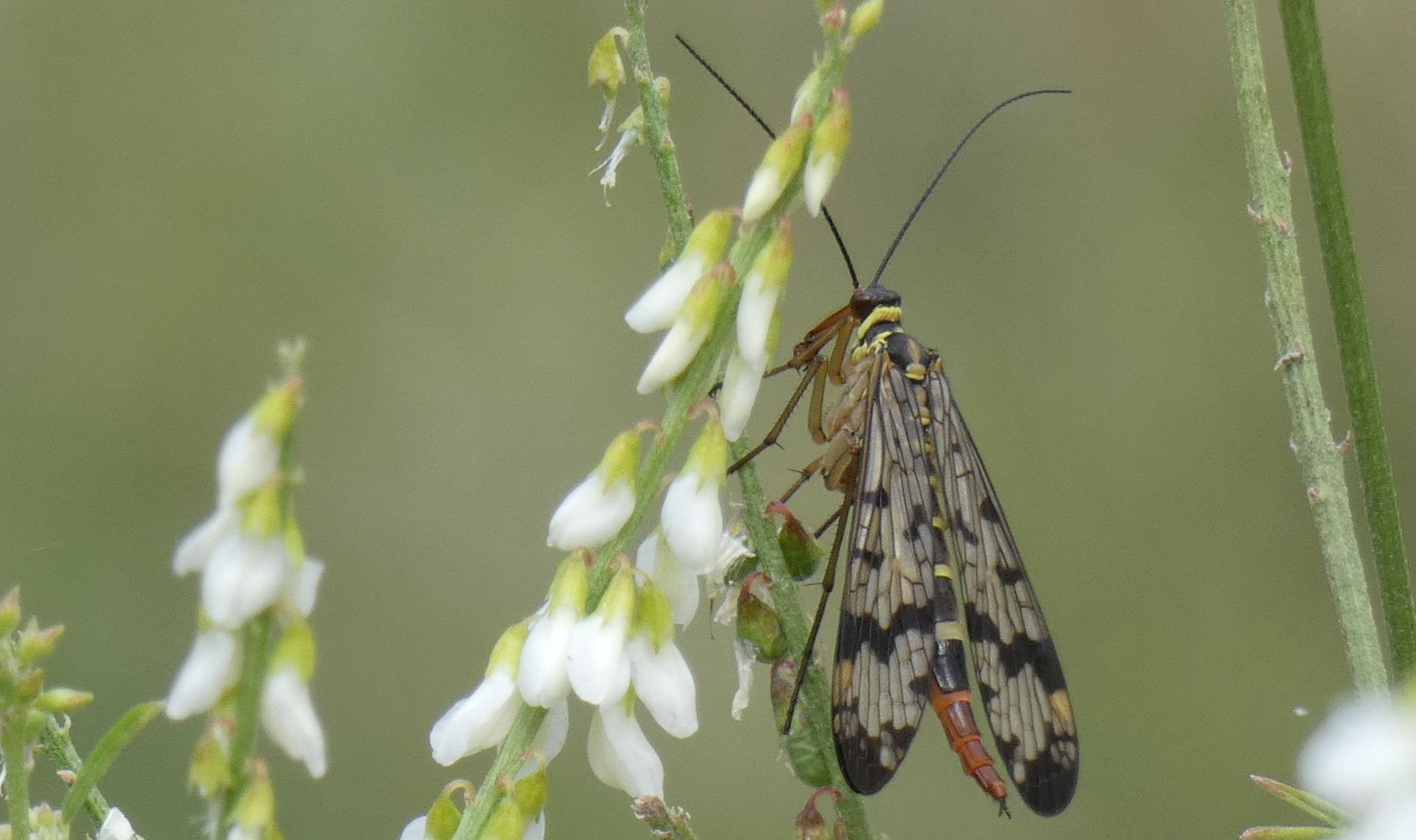 Panorpa gr. vulgaris, femmina