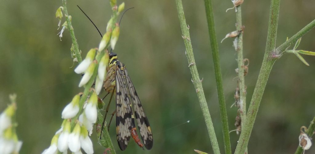 Panorpa gr. vulgaris, femmina