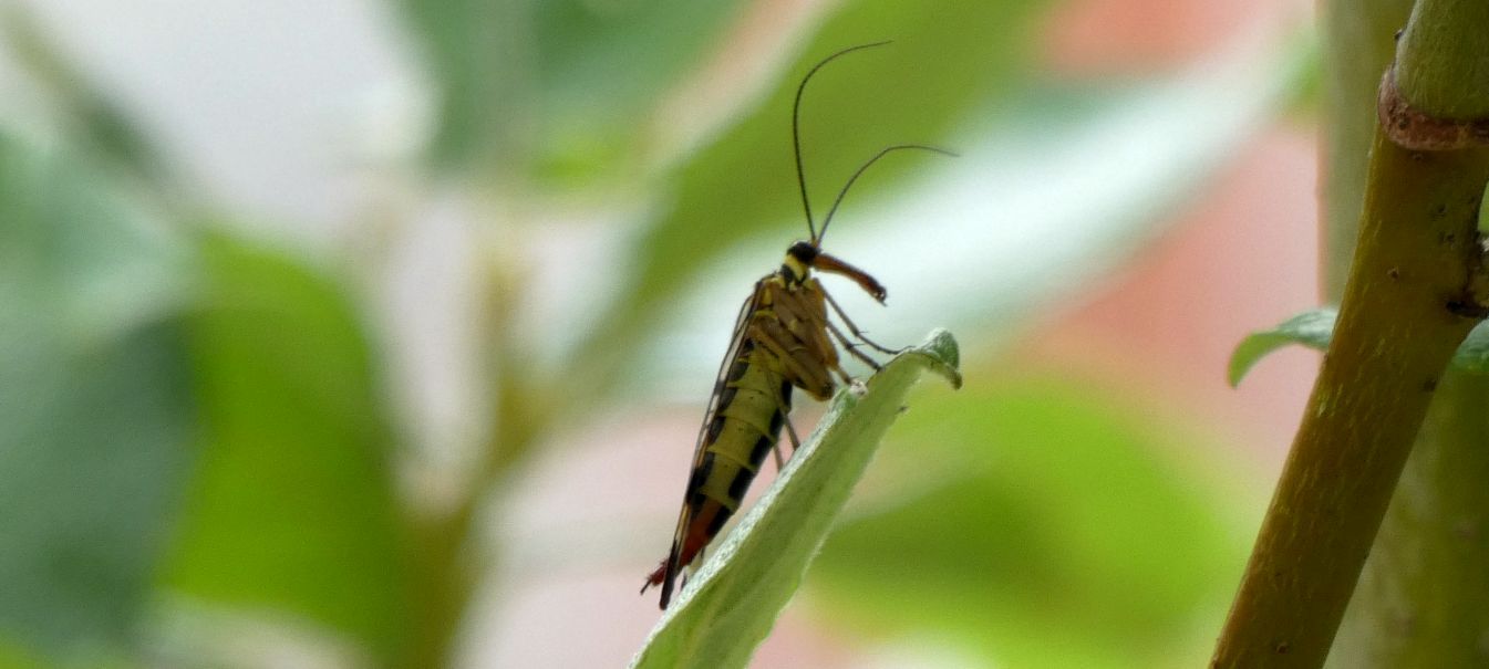 Panorpa gr. vulgaris, femmina