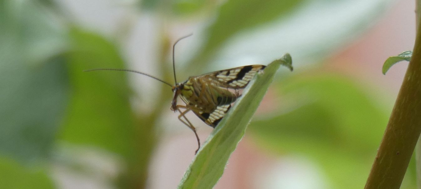 Panorpa gr. vulgaris, femmina