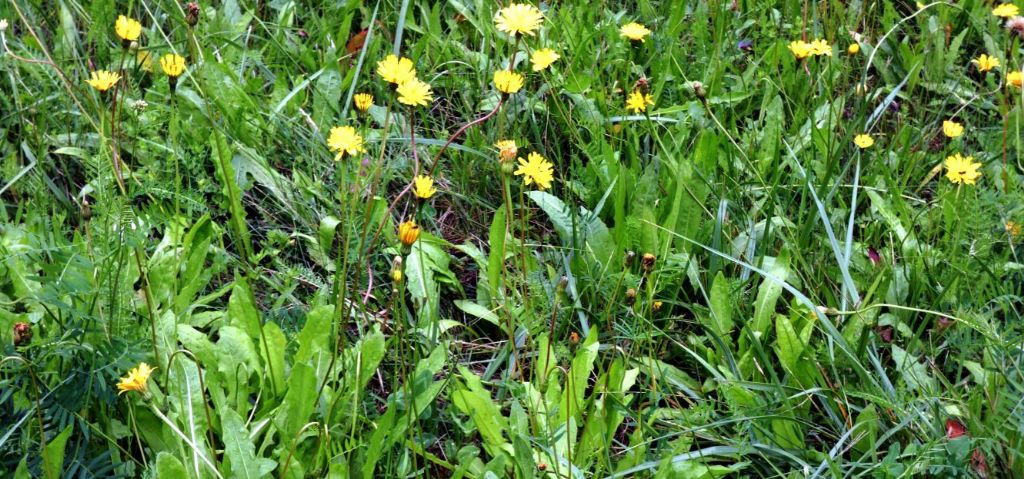 Asteraceae: Leontodon hispidus (cfr.)