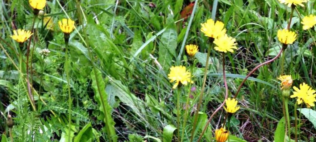 Asteraceae: Leontodon hispidus (cfr.)