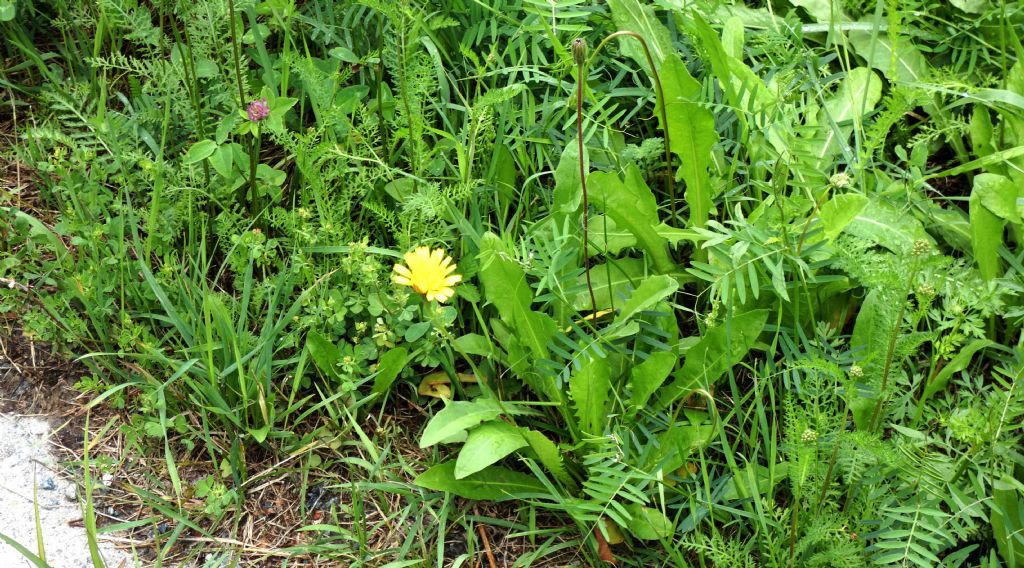 Asteraceae: Leontodon hispidus (cfr.)