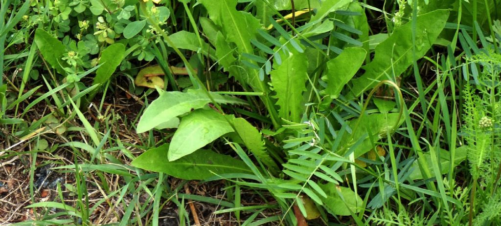 Asteraceae: Leontodon hispidus (cfr.)