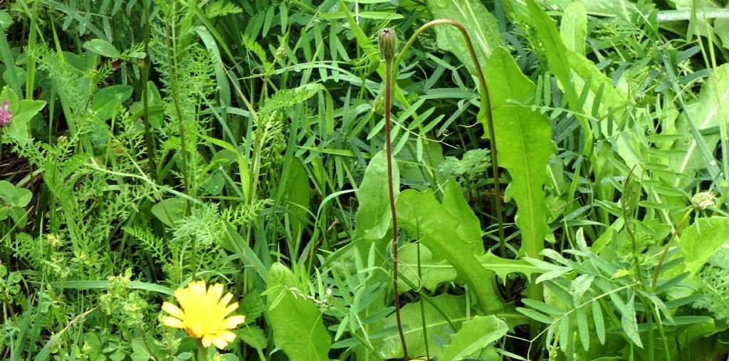 Asteraceae: Leontodon hispidus (cfr.)