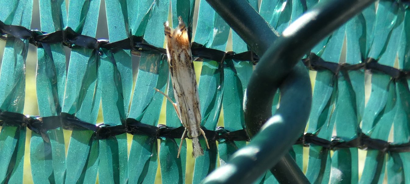 Catoptria falsella - Crambidae