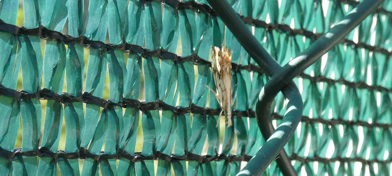 Catoptria falsella - Crambidae