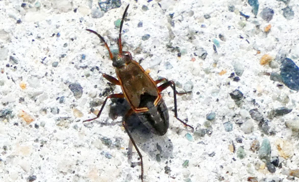 Ninfa di...Rhyparochromus sp. (Lygaeidae)