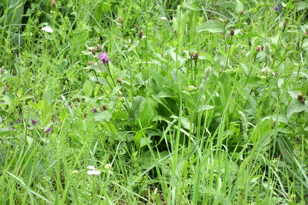 Quale Centaurea ? Centaurea cfr. nigrescens