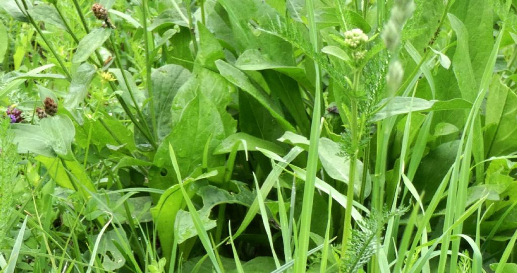 Quale Centaurea ? Centaurea cfr. nigrescens