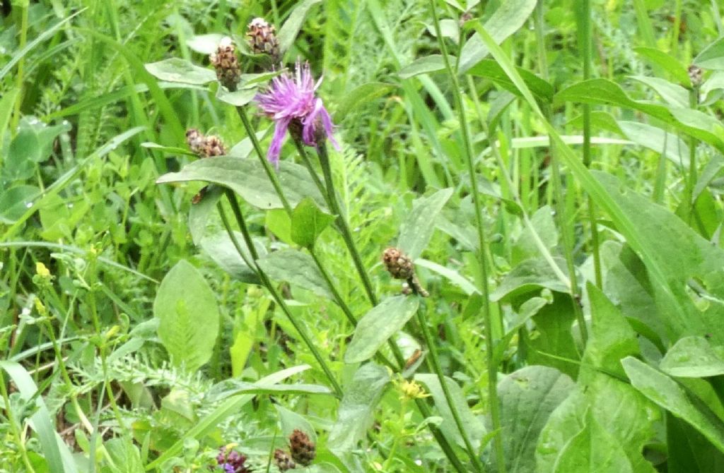 Quale Centaurea ? Centaurea cfr. nigrescens