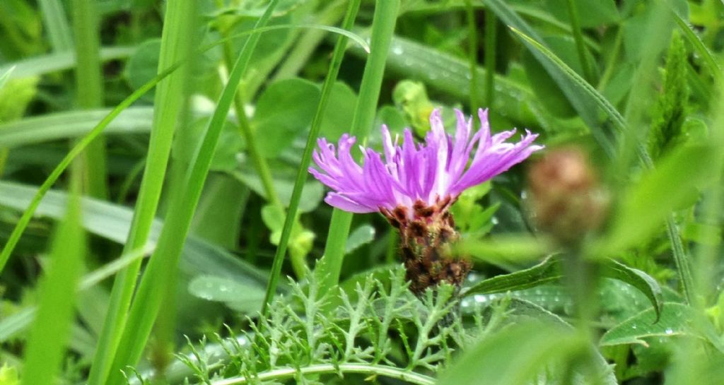 Quale Centaurea ? Centaurea cfr. nigrescens