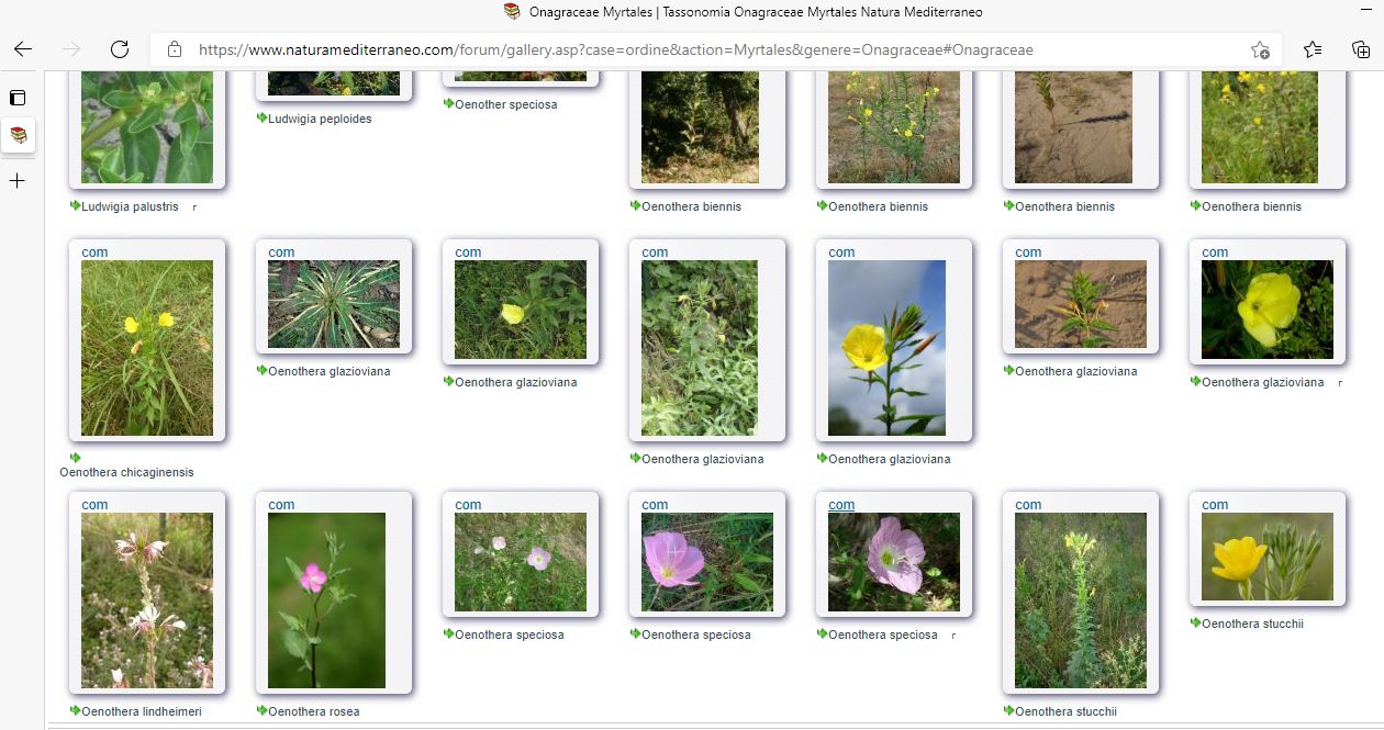 Oenothera sp.
