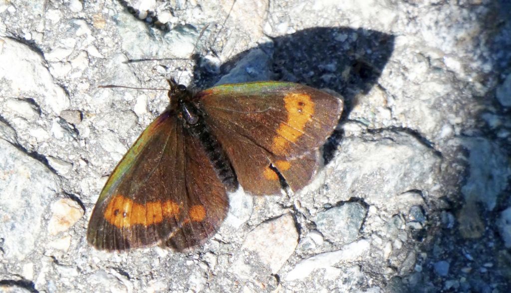 Erebia ? S,  Erebia euryale  adyte