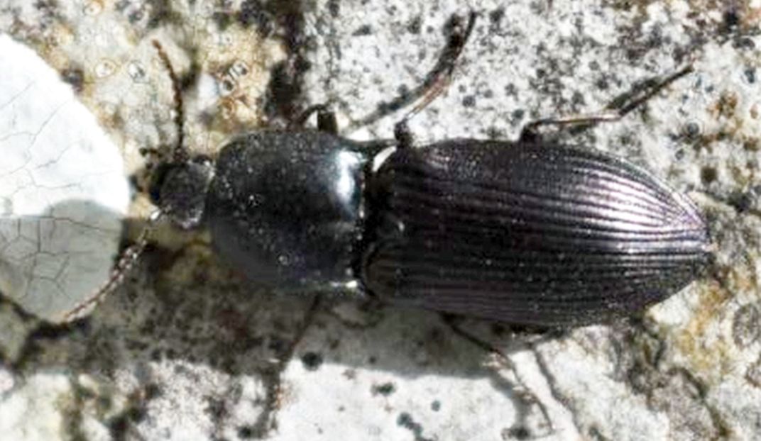Coleottero? S, Elateridae: Selatosomus  sp., cfr. amplicollis