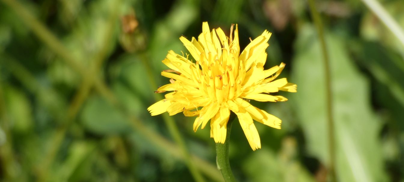 Asteraceae: Leontodon hispidus (cfr.)