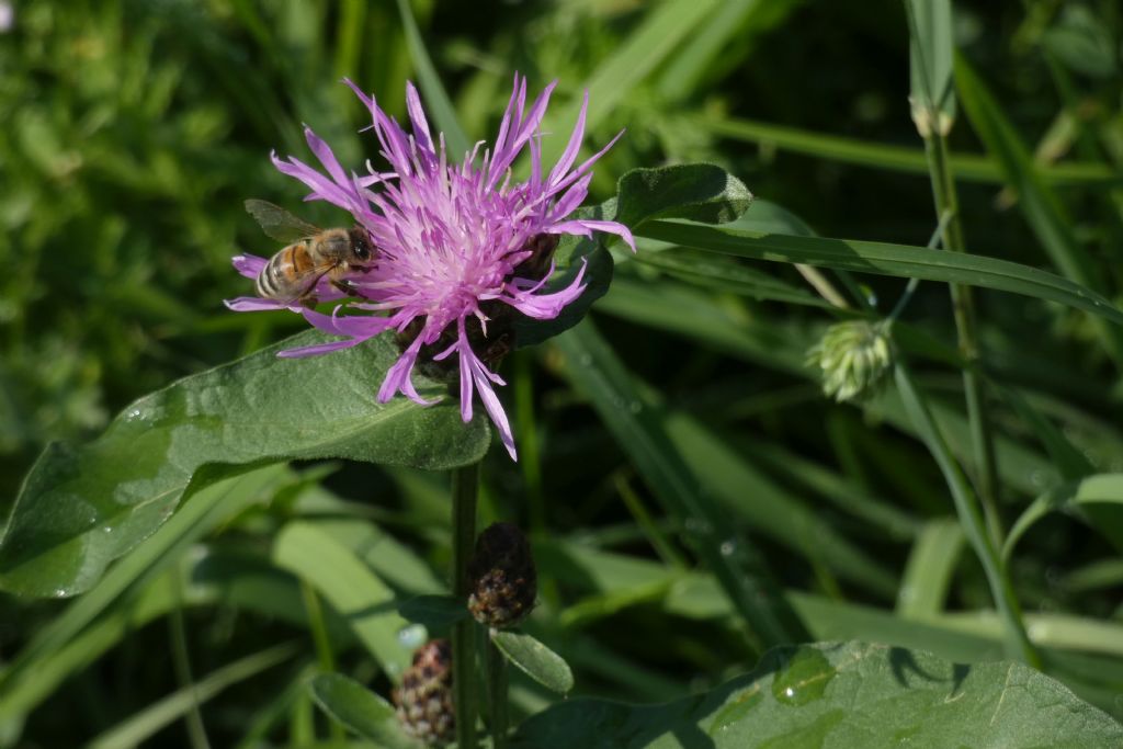Quale Centaurea ? Centaurea cfr. nigrescens