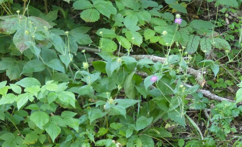 Caprifoliaceae: Knautia drymeja