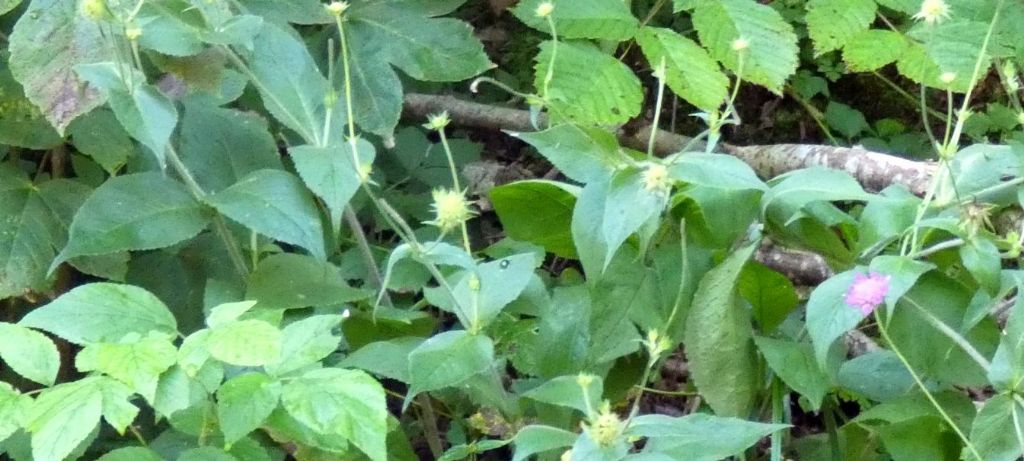 Caprifoliaceae: Knautia drymeja