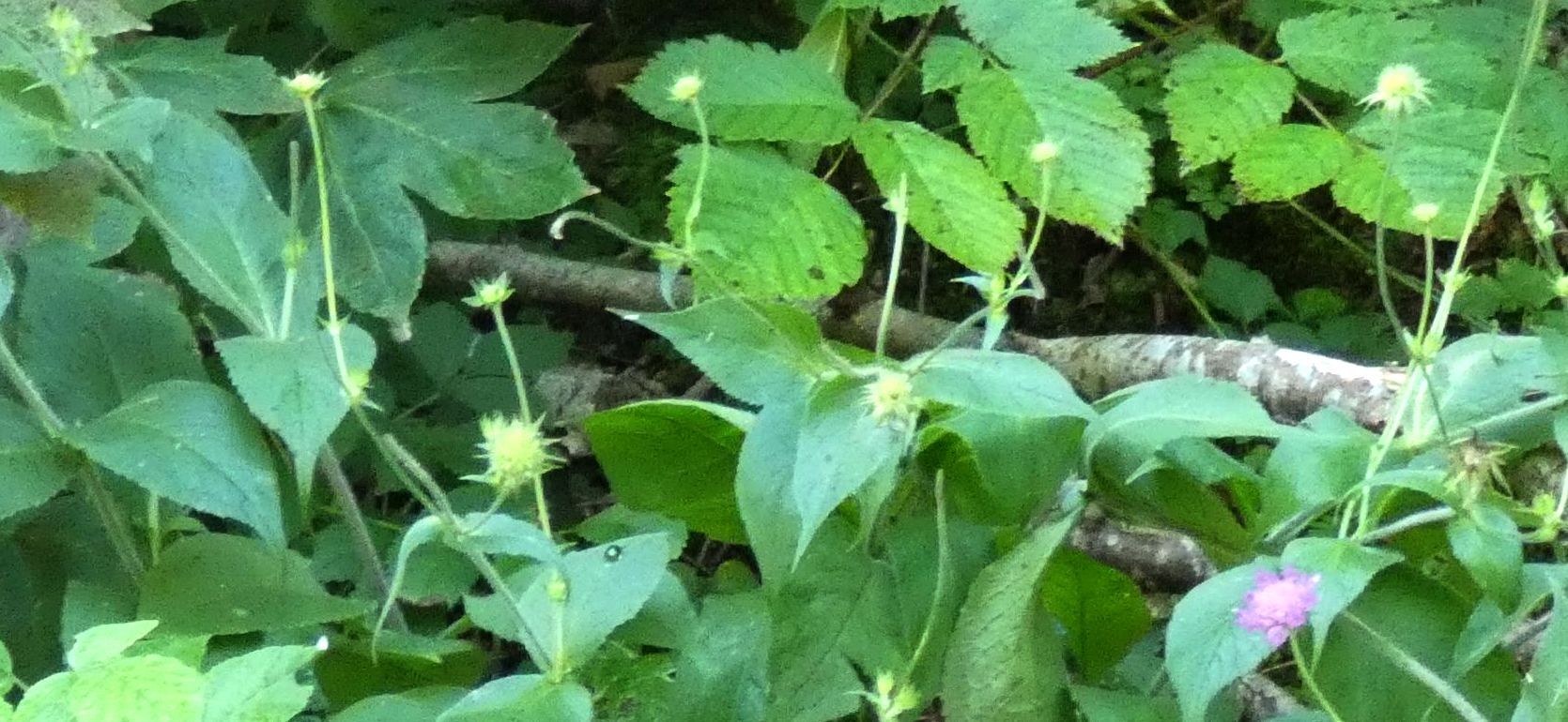 Caprifoliaceae: Knautia drymeja