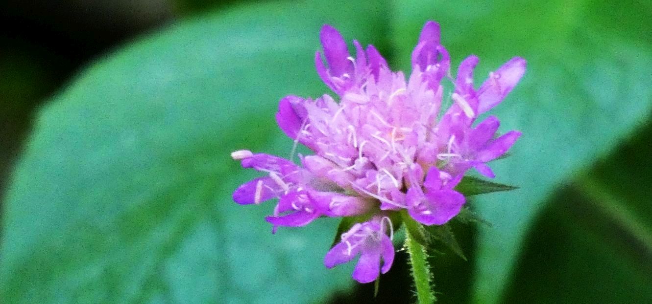 Caprifoliaceae: Knautia drymeja