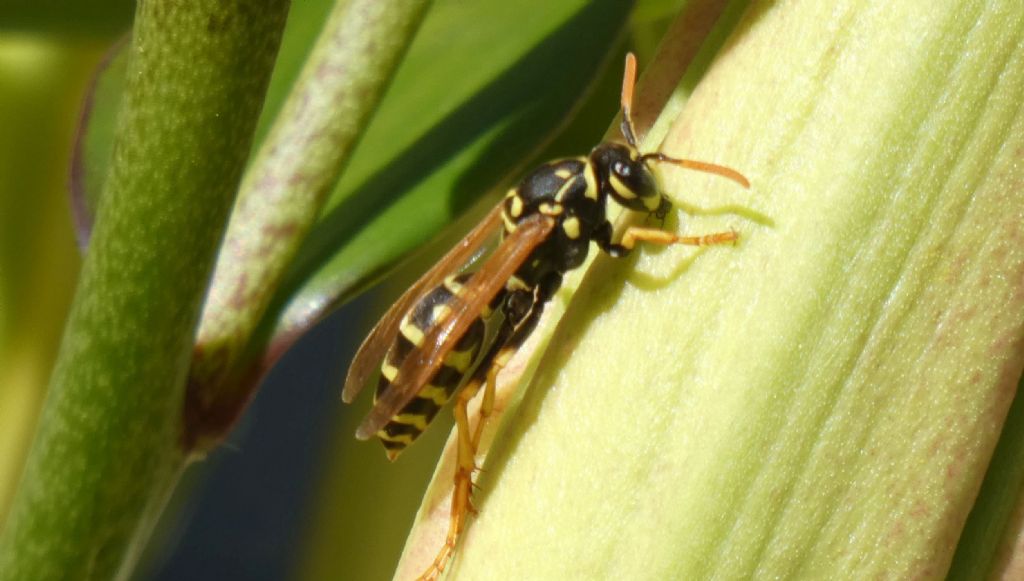 Vespidae: Polistes dominula