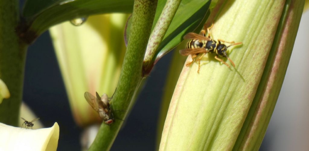 Vespidae: Polistes dominula