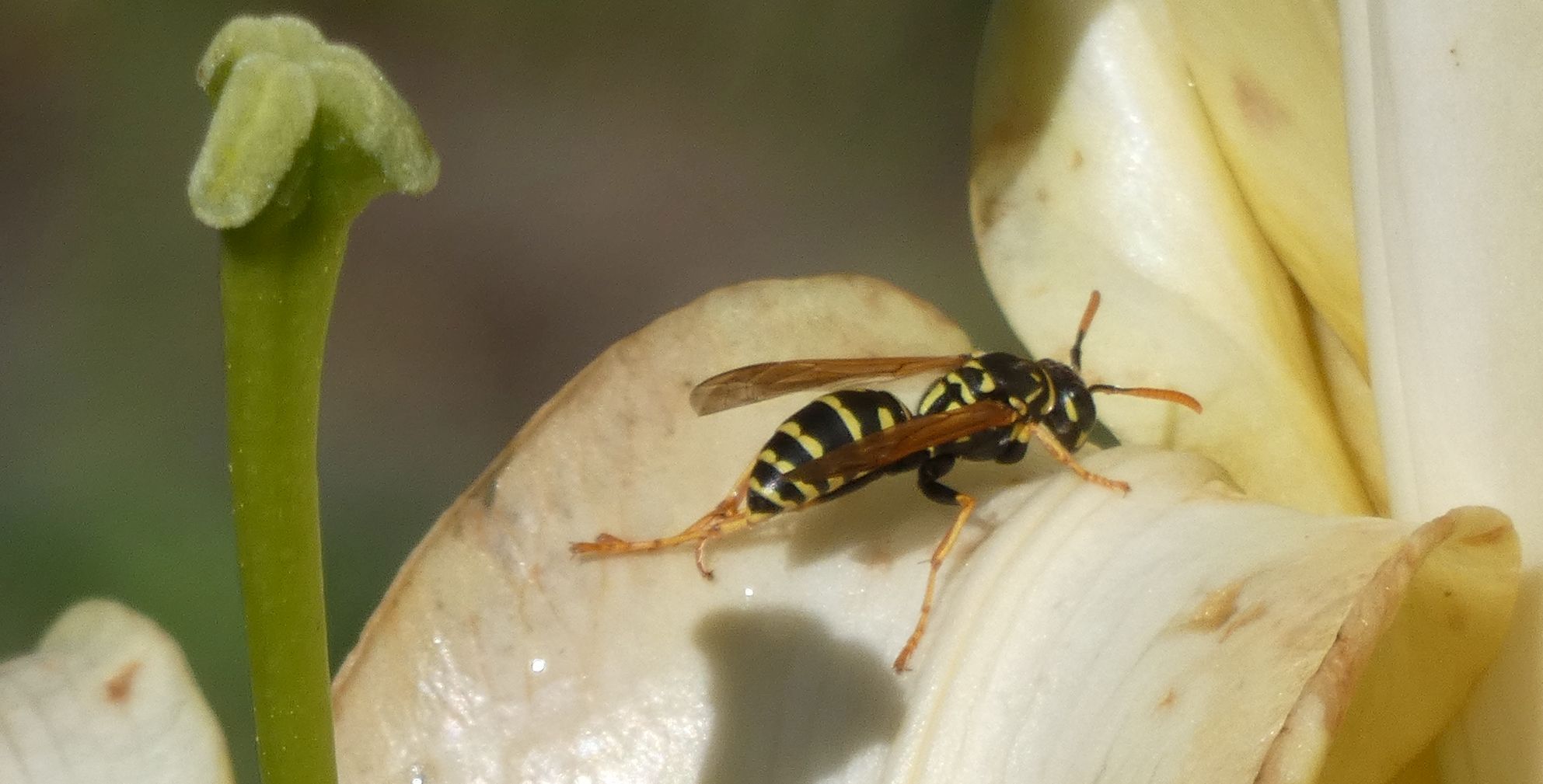 Vespidae: Polistes dominula