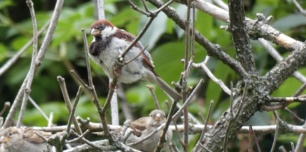 Passer italiae? S�