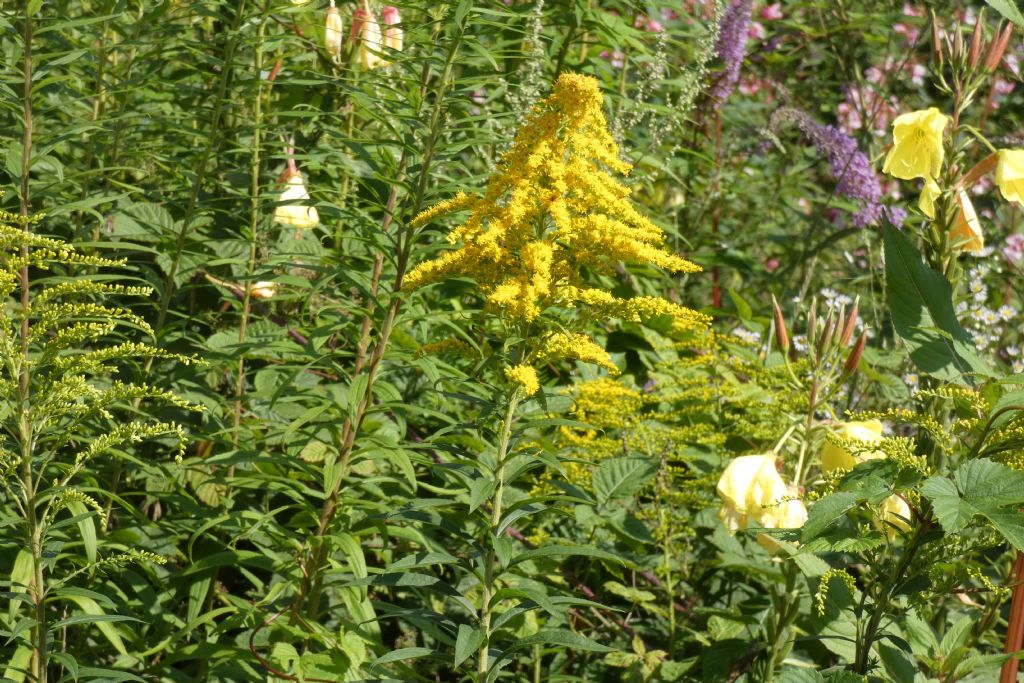 Solidago canadensis   (Asteraceae)