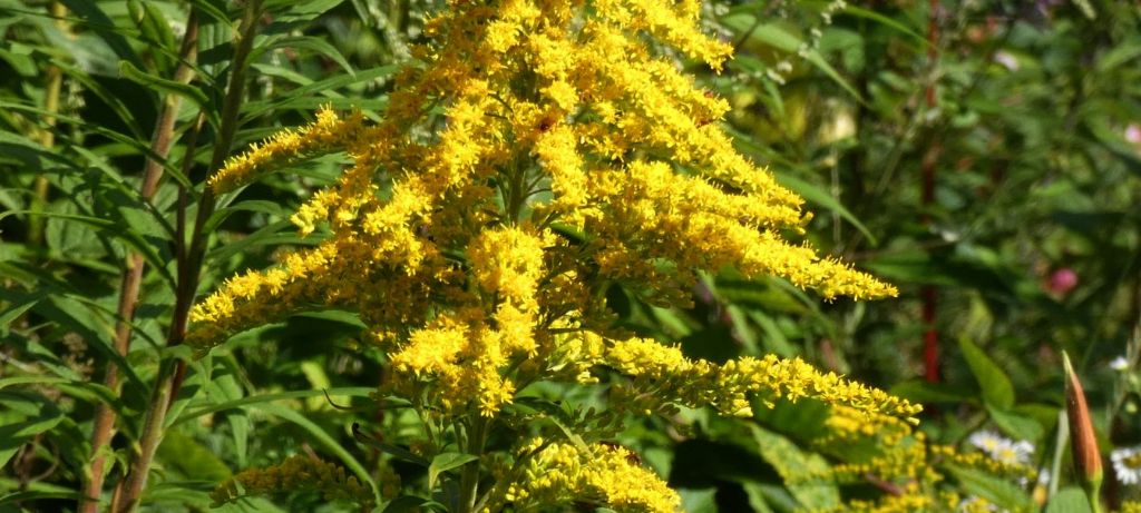 Solidago canadensis   (Asteraceae)