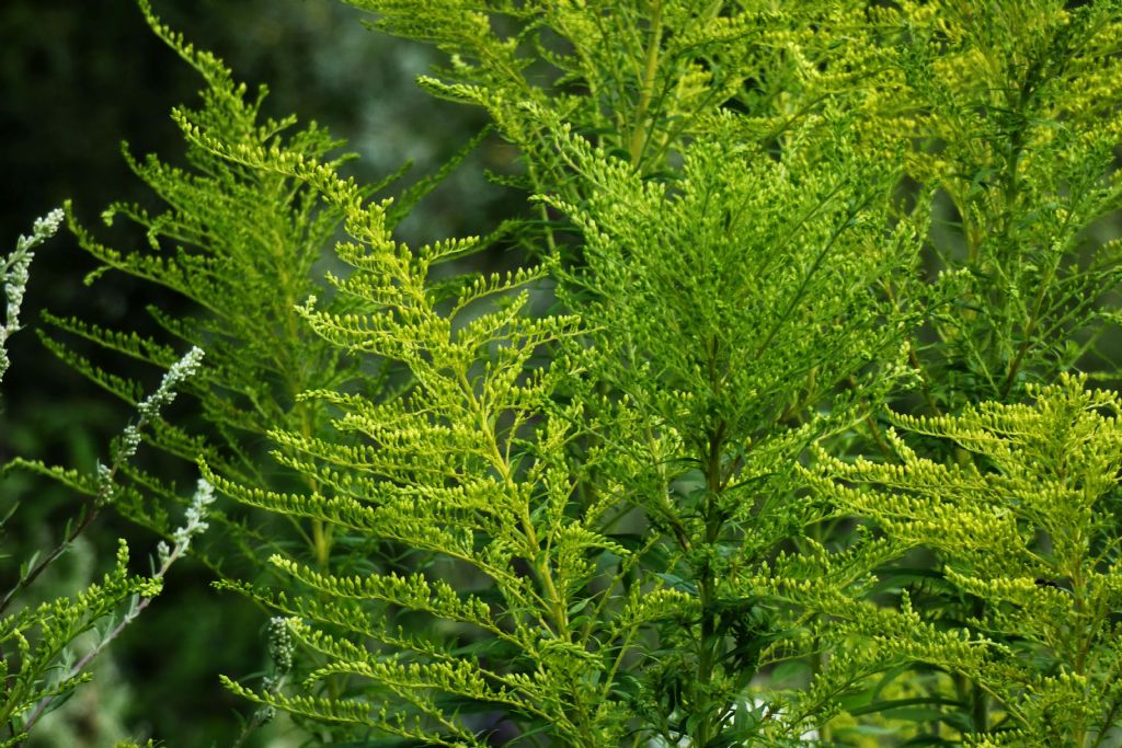 Solidago canadensis   (Asteraceae)